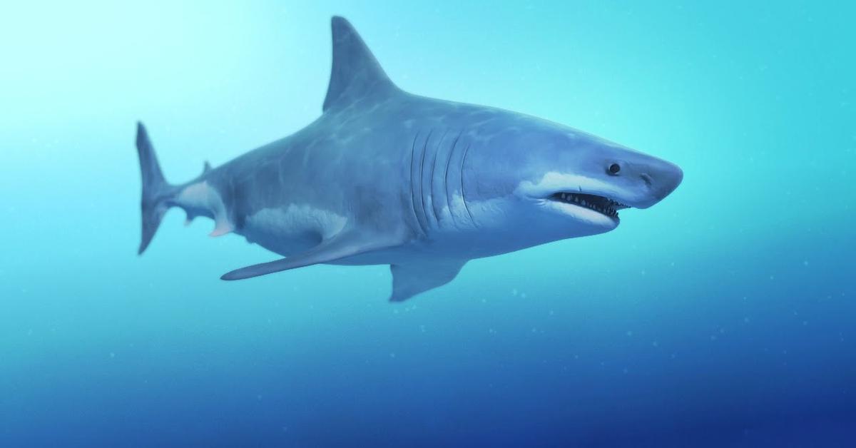 Photographic depiction of the unique Great Hammerhead Shark, locally called Hiu Palu Besar.