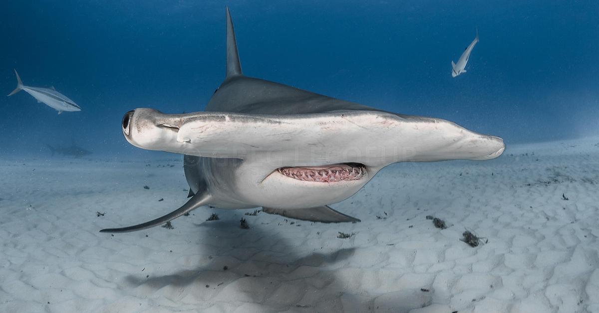 Glimpse of the Great Hammerhead Shark, known in the scientific community as Sphyrna mokarran.