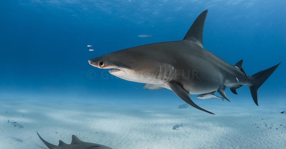 Captured beauty of the Great Hammerhead Shark, or Sphyrna mokarran in the scientific world.