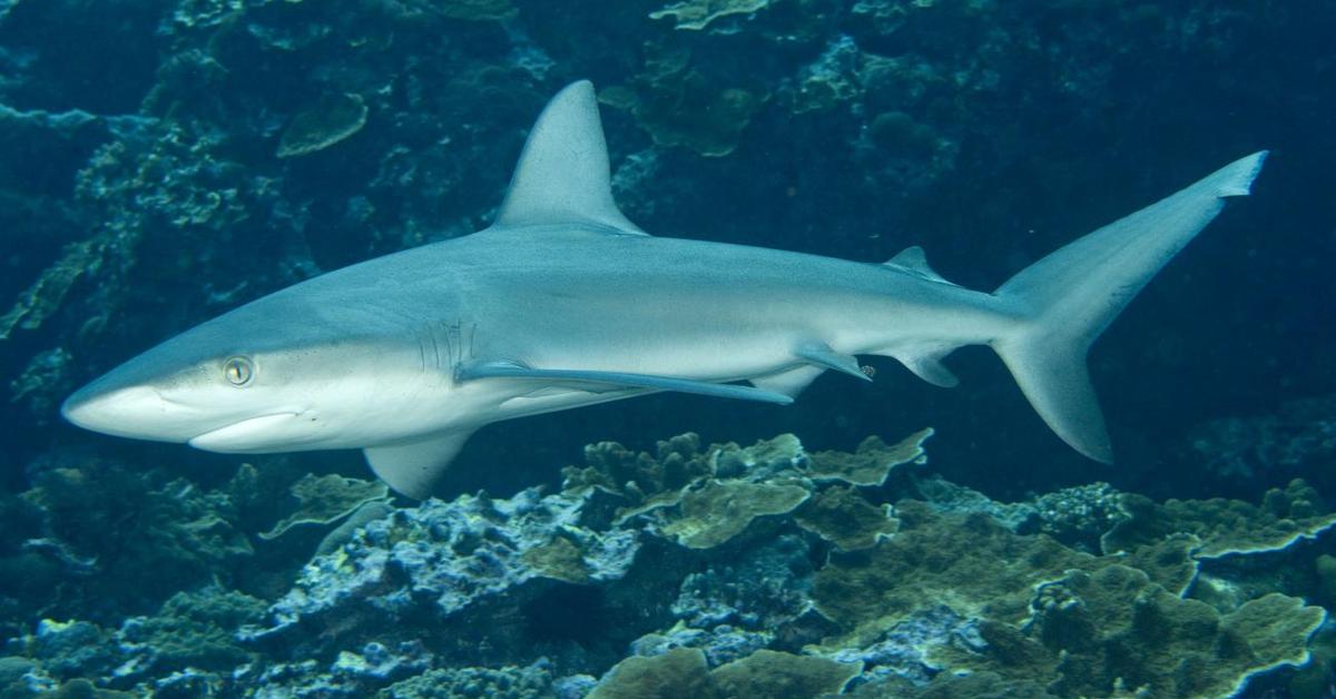 Picture of Galapagos Shark, known in Indonesia as Hiu Galapagos.