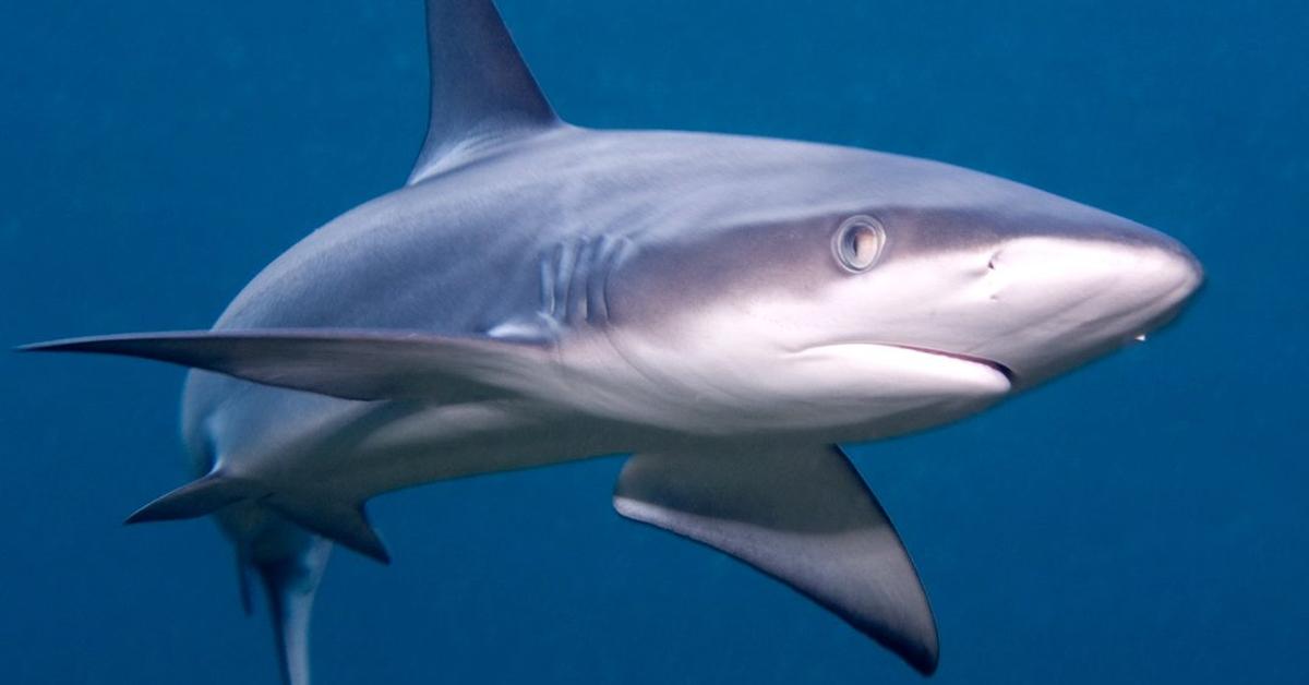 Elegant portrayal of the Galapagos Shark, also known as Carcharhinus galapagensis.