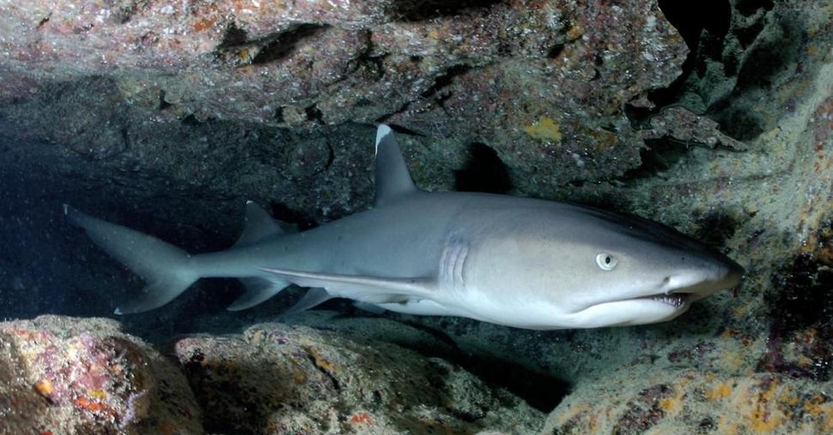 Unique portrayal of the Galapagos Shark, also called Hiu Galapagos in Bahasa Indonesia.