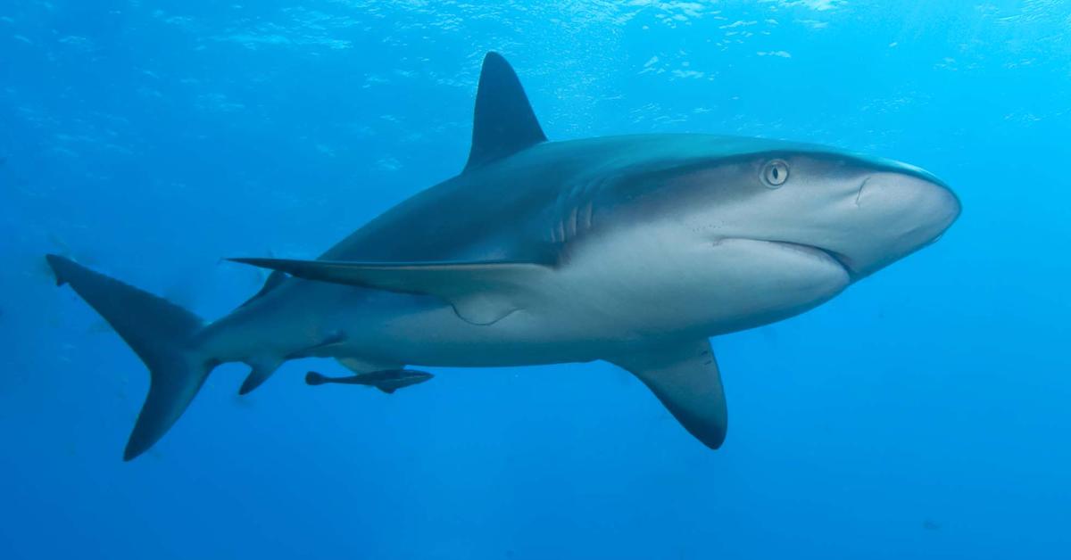 Distinctive Galapagos Shark, in Indonesia known as Hiu Galapagos, captured in this image.