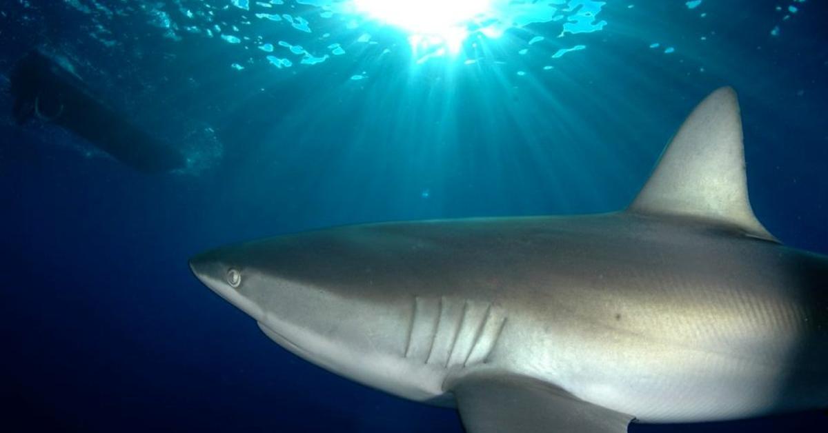 Captivating view of the Galapagos Shark, known in Bahasa Indonesia as Hiu Galapagos.