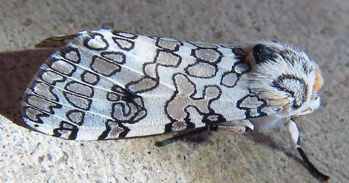 Visual of Giant Leopard Moth, or Kupu-kupu Macan Tutul Raksasa in Indonesian, showcasing its beauty.