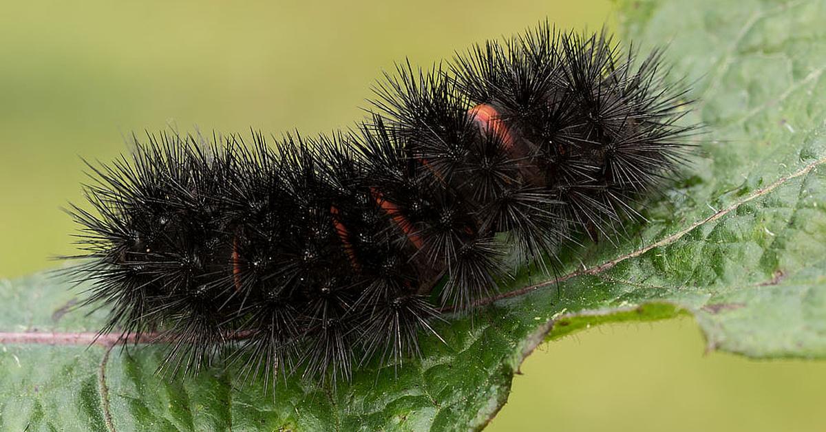 Photograph of the unique Giant Leopard Moth, known scientifically as Hypercompe.