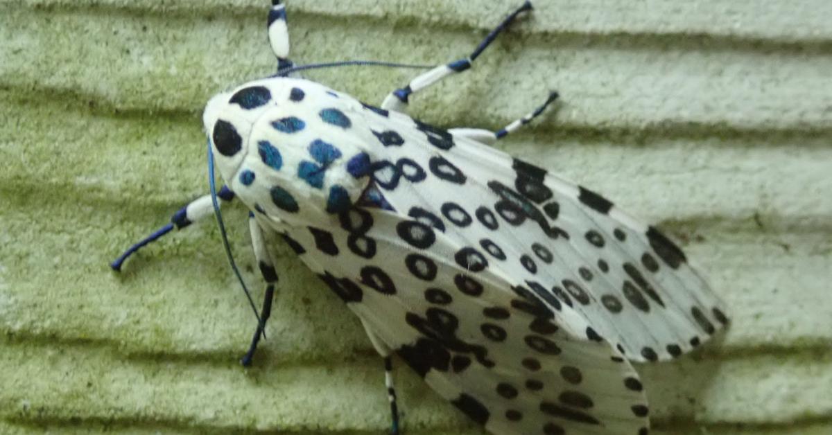 Vibrant snapshot of the Giant Leopard Moth, commonly referred to as Kupu-kupu Macan Tutul Raksasa in Indonesia.