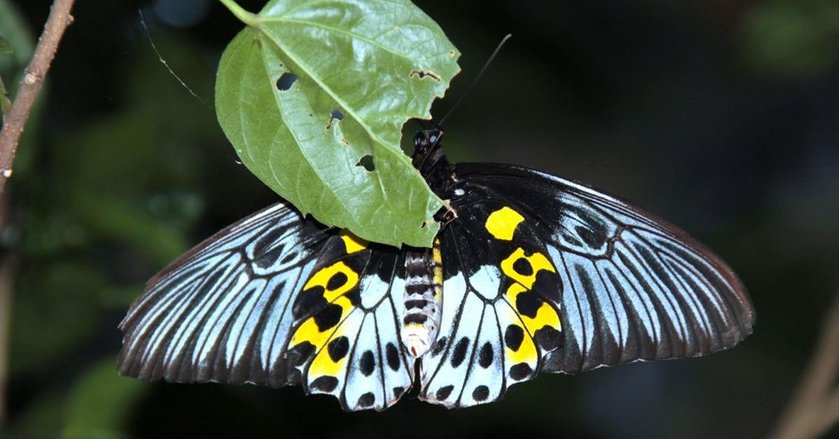 Stunning depiction of Giant Leopard Moth, also referred to as Hypercompe.