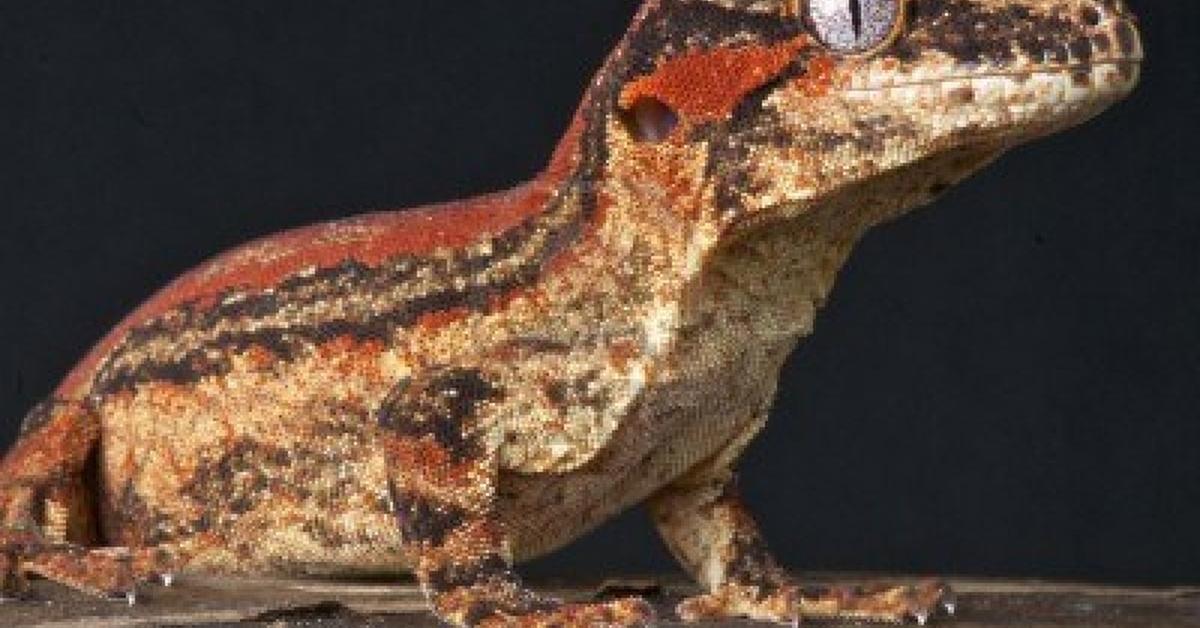 The majestic Gargoyle Gecko, also called Kadal Gargoyle in Indonesia, in its glory.