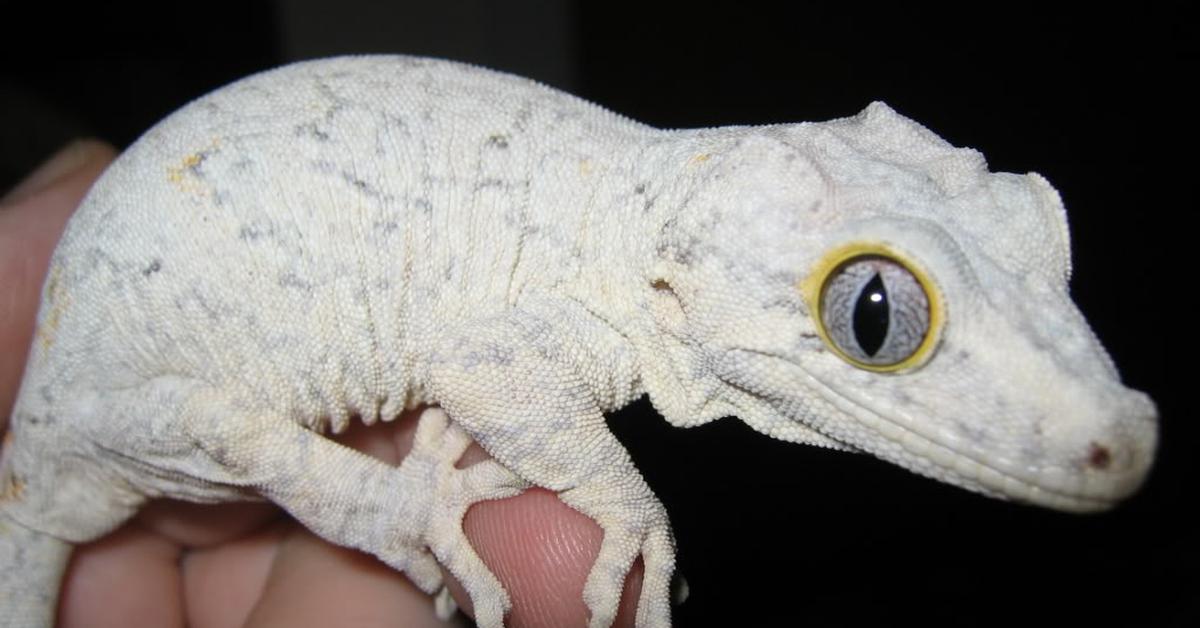 Enchanting Gargoyle Gecko, a species scientifically known as Rhacodactylus auriculatus.