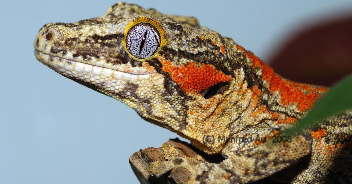 The alluring Gargoyle Gecko, commonly referred to as Kadal Gargoyle in Bahasa Indonesia.