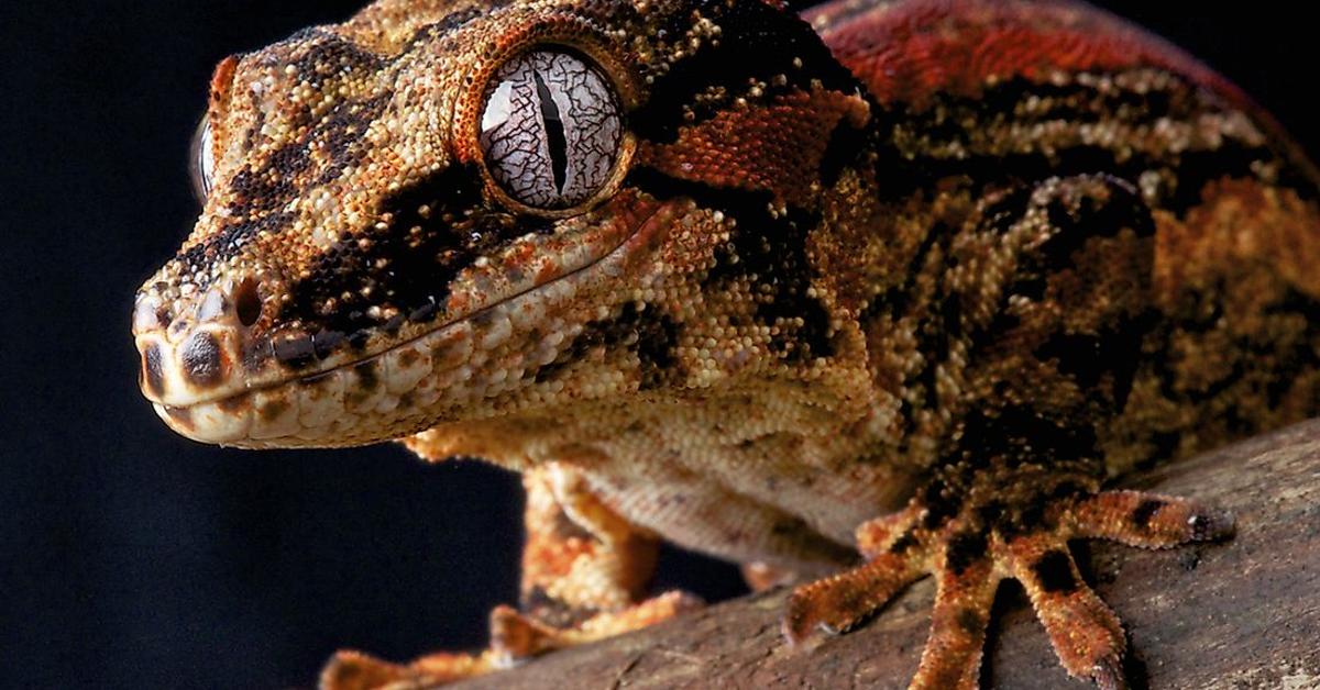 Image showcasing the Gargoyle Gecko, known in Indonesia as Kadal Gargoyle.