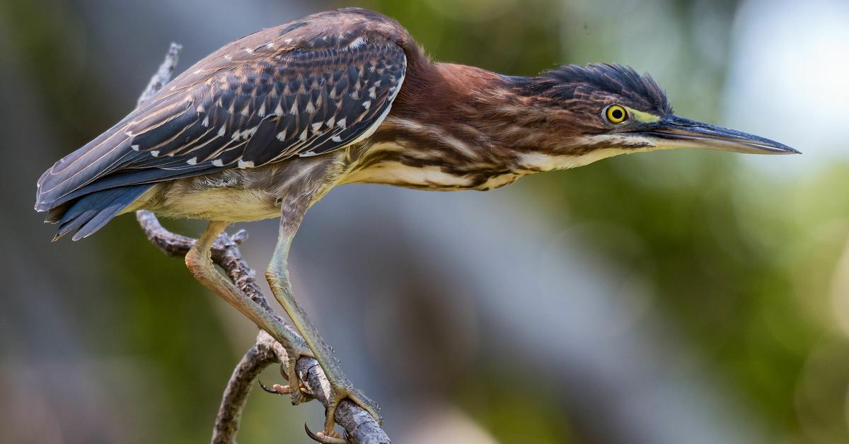 Captured moment of the Green Heron, in Indonesia known as Pelanduk Hijau.