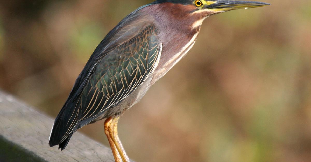 Splendid image of the Green Heron, with the scientific name Butorides virescens.