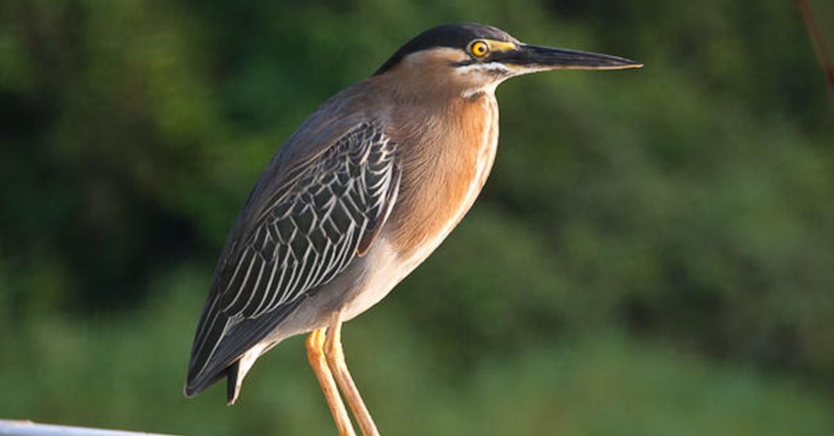 Picture of Green Heron, known in Indonesia as Pelanduk Hijau.