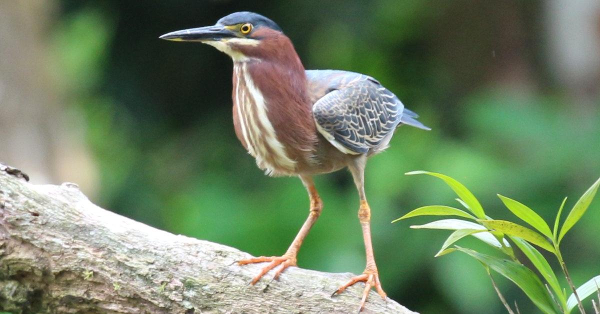 Engaging shot of the Green Heron, recognized in Indonesia as Pelanduk Hijau.