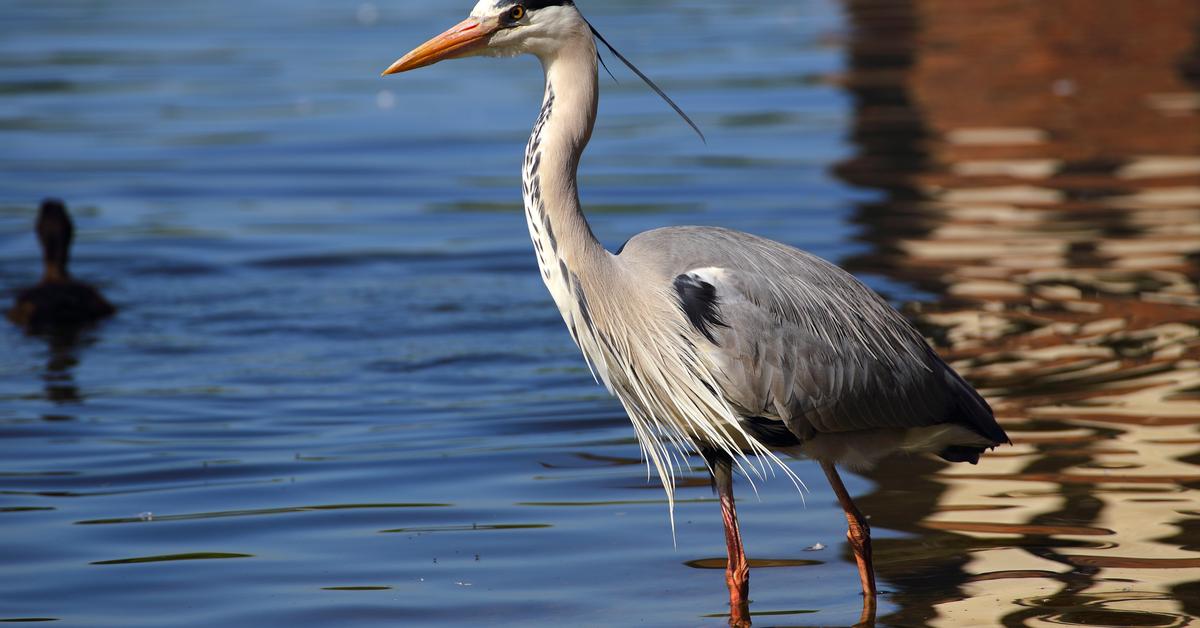 The alluring Grey Heron, commonly referred to as Bangau Abu-abu in Bahasa Indonesia.