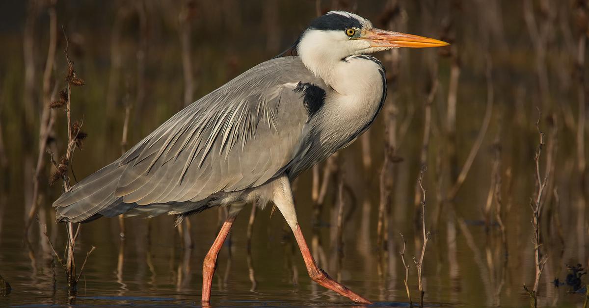 Picture of Grey Heron, known in Indonesia as Bangau Abu-abu.