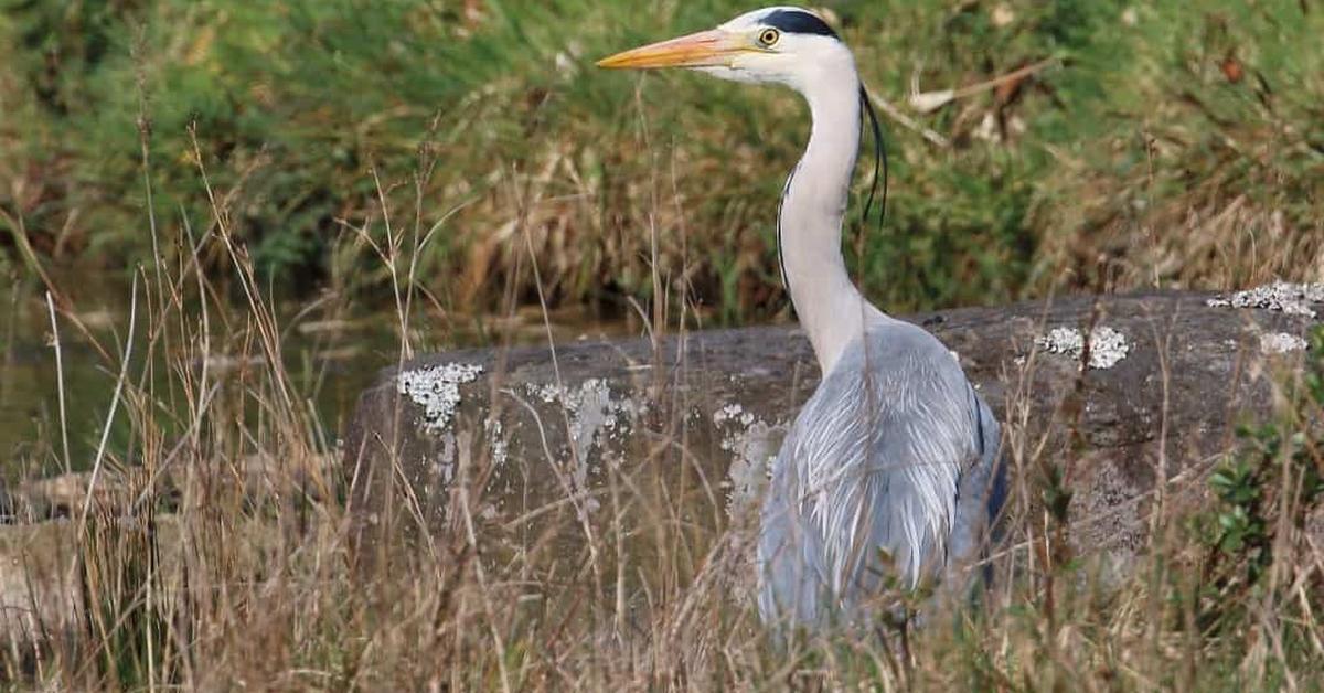 Portrait of a Grey Heron, a creature known scientifically as Ardea cinerea.