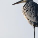 A look at the Grey Heron, also recognized as Bangau Abu-abu in Indonesian culture.