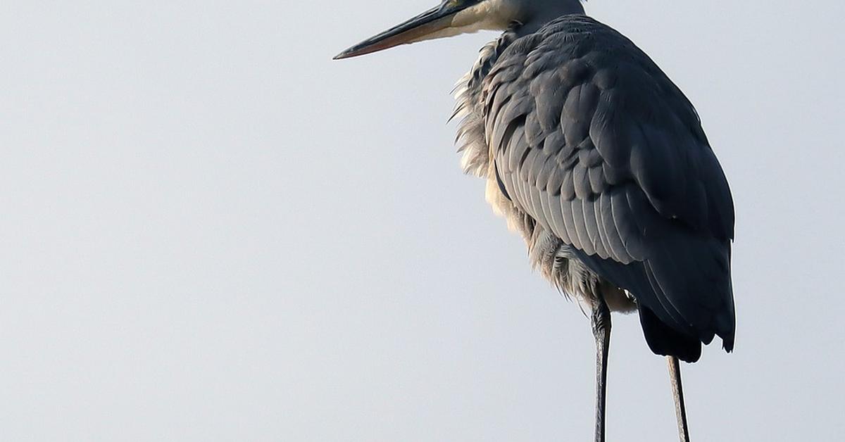 A look at the Grey Heron, also recognized as Bangau Abu-abu in Indonesian culture.