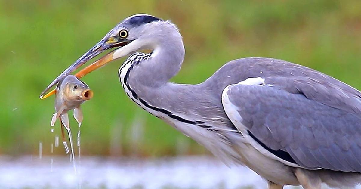 Stunning image of the Grey Heron (Ardea cinerea), a wonder in the animal kingdom.