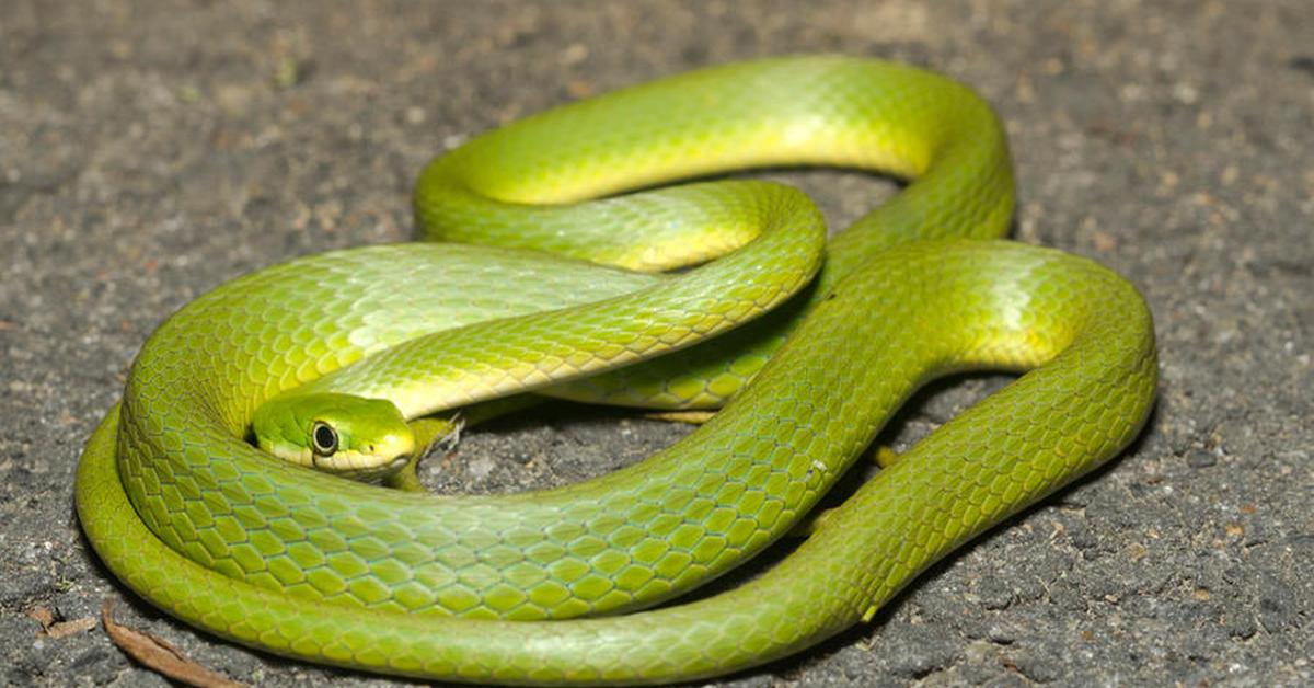 Enchanting Green Snake, a species scientifically known as Opheodrys.