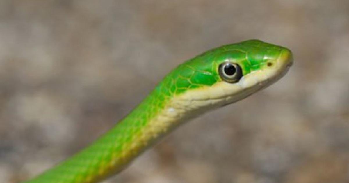 A look at the Green Snake, also recognized as Ular Hijau in Indonesian culture.
