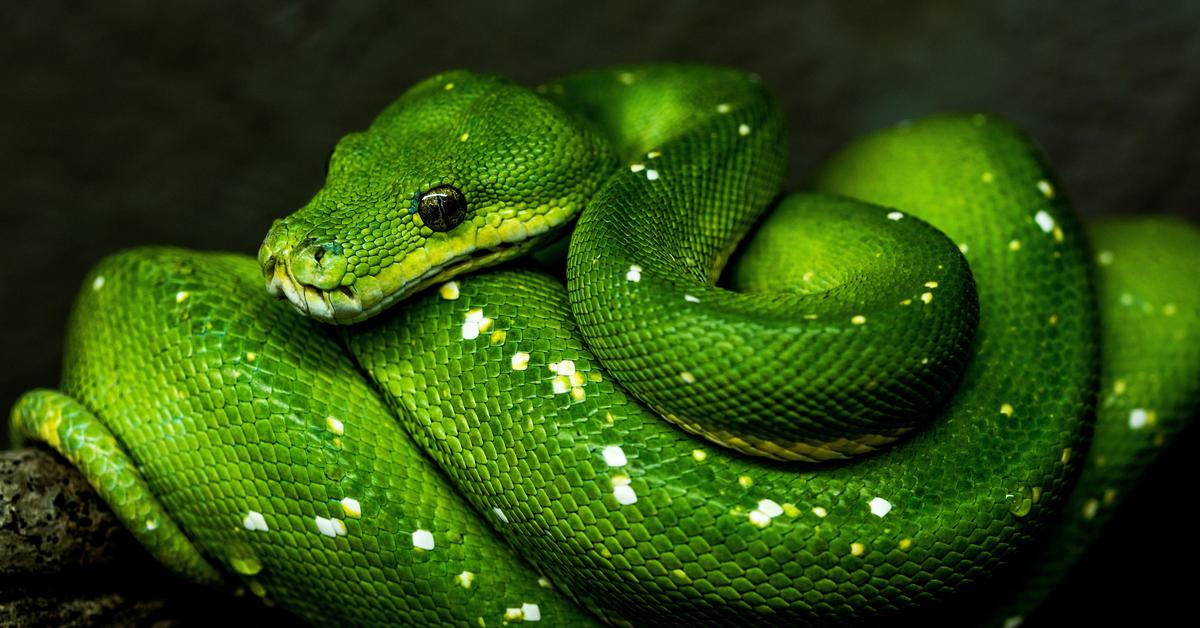 Photogenic Green Snake, scientifically referred to as Opheodrys.