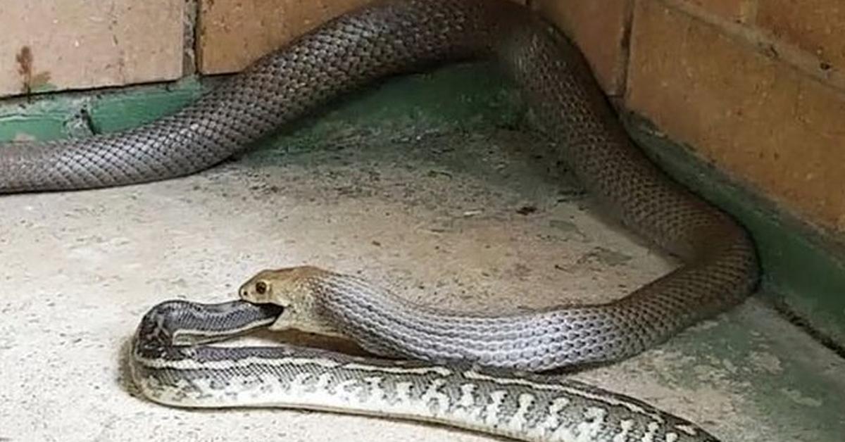 Striking appearance of the Green Rat Snake, known in scientific circles as Gonyosoma oxycephalum.