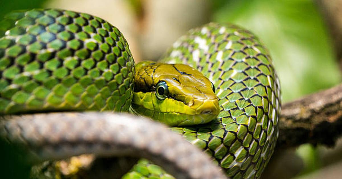 The majestic Green Rat Snake, also called Ular Tikus Hijau in Indonesia, in its glory.