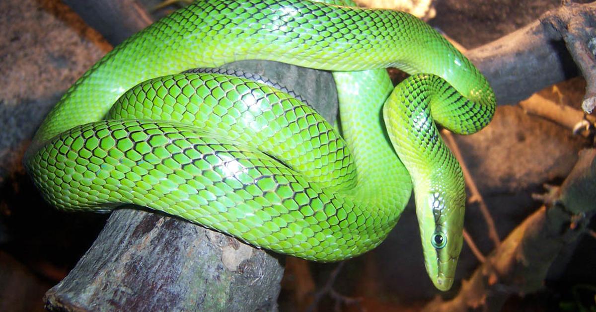 Captivating presence of the Green Rat Snake, a species called Gonyosoma oxycephalum.