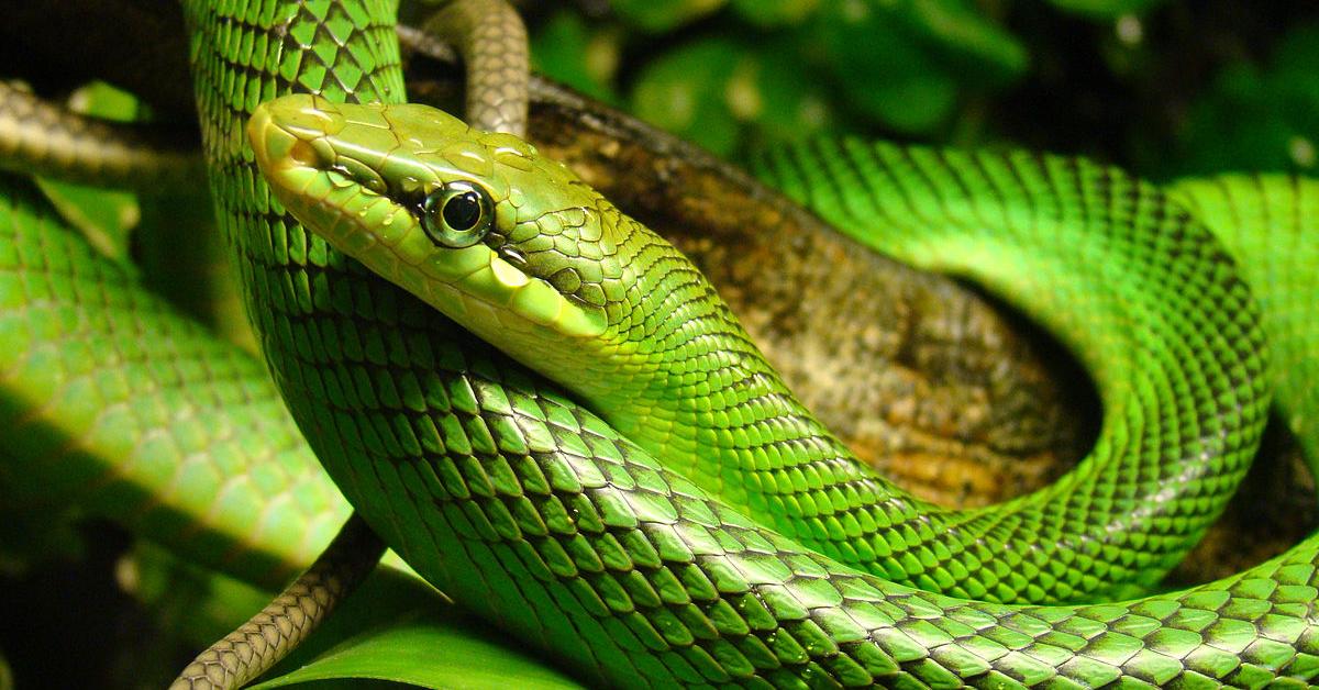 Elegant Green Rat Snake in its natural habitat, called Ular Tikus Hijau in Indonesia.