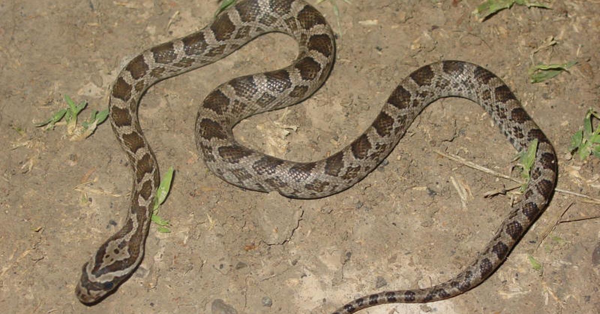 Iconic view of the Great Plains Rat Snake, or Pantheropis emoryi, in its habitat.