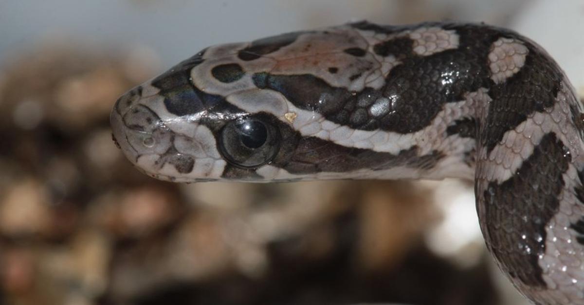 The Great Plains Rat Snake, an example of Pantheropis emoryi, in its natural environment.