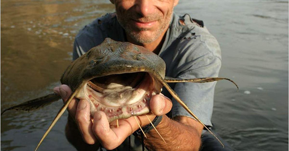 Captured elegance of the Goonch Catfish, known in Indonesia as Ikan Lele Goonch.