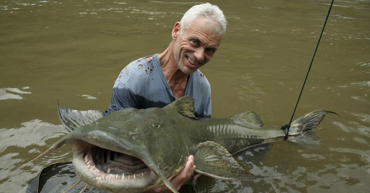 Close-up view of the Goonch Catfish, known as Ikan Lele Goonch in Indonesian.