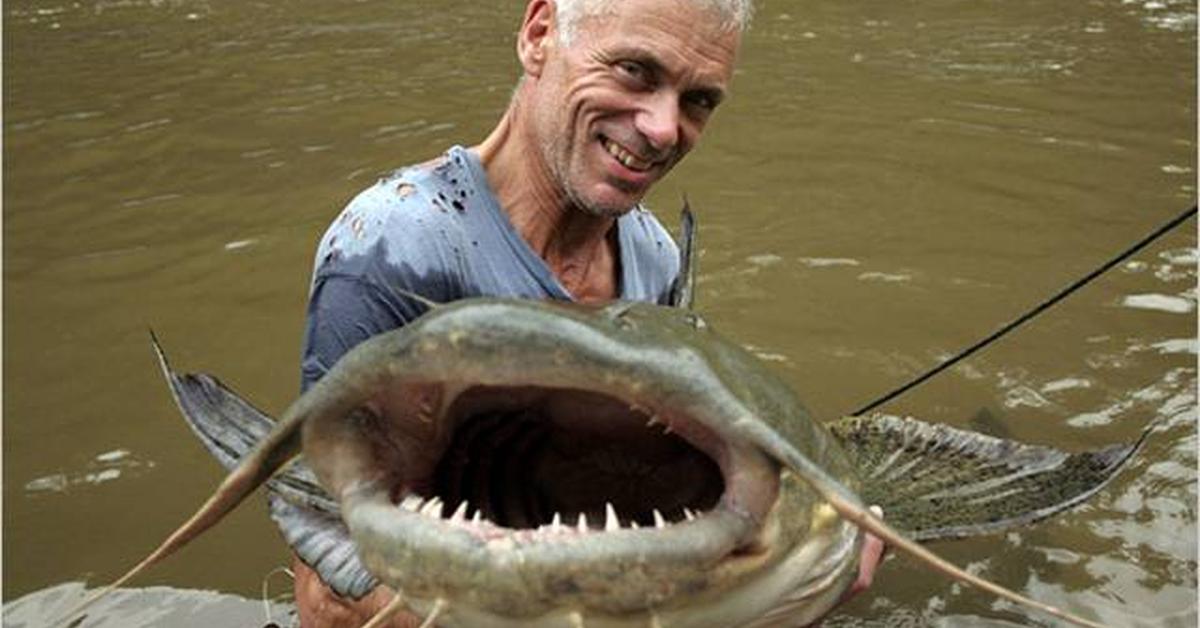 Splendid image of the Goonch Catfish, with the scientific name Bagarius yarrelli.