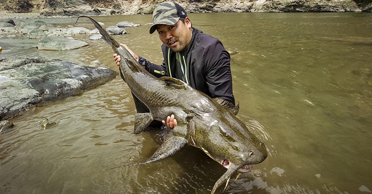 The remarkable Goonch Catfish (Bagarius yarrelli), a sight to behold.