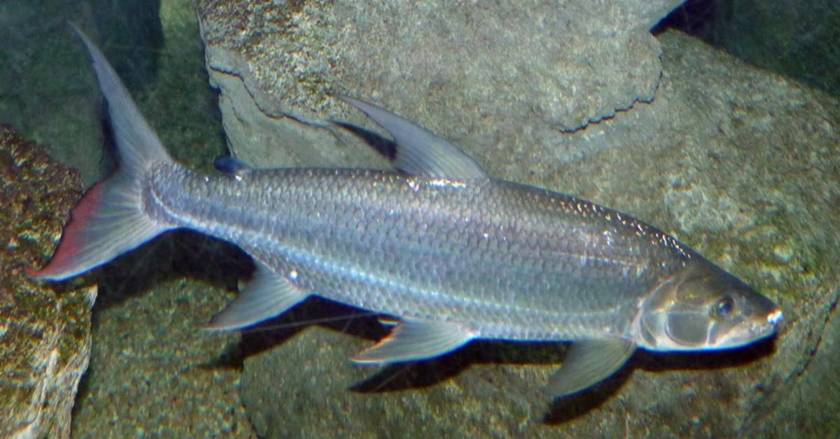 Distinctive Goliath Tigerfish, in Indonesia known as Ikan Harimau Goliath, captured in this image.