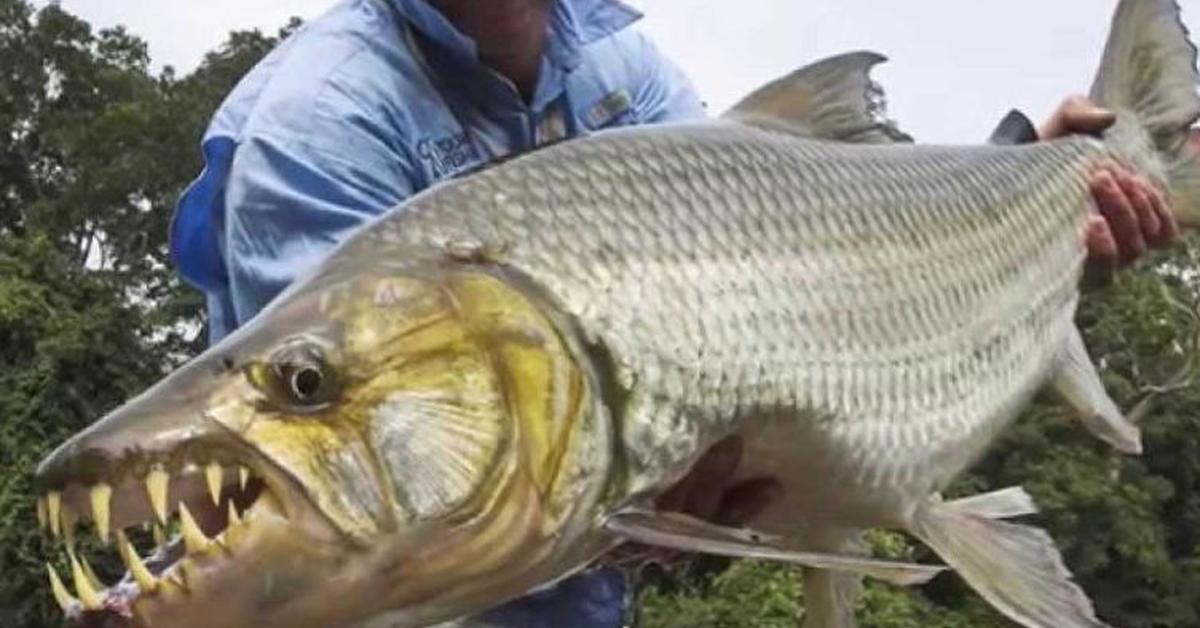 Image of the Goliath Tigerfish (Hydrocynus goliath), popular in Indonesia as Ikan Harimau Goliath.