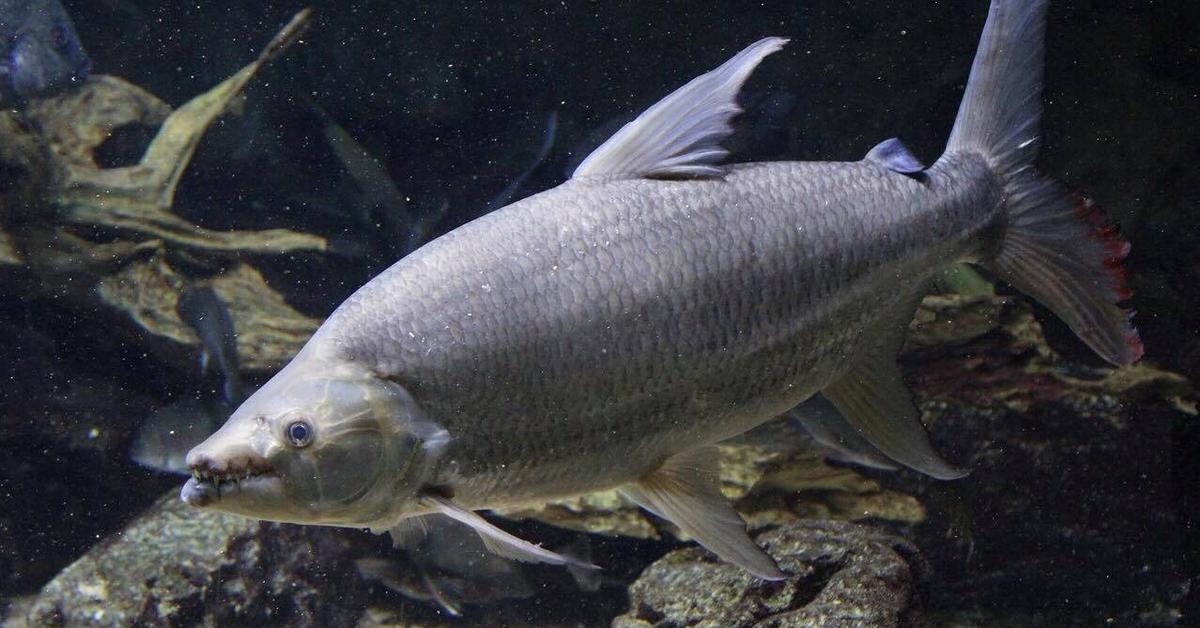 Captivating shot of the Goliath Tigerfish, or Ikan Harimau Goliath in Bahasa Indonesia.