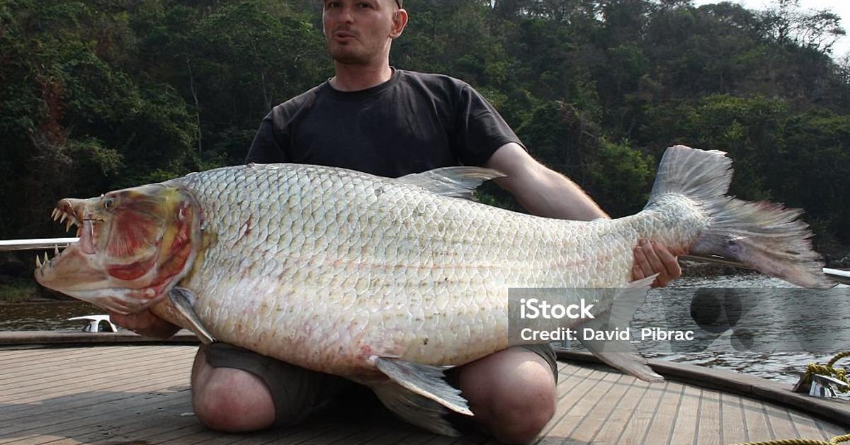 Striking appearance of the Goliath Tigerfish, known in scientific circles as Hydrocynus goliath.