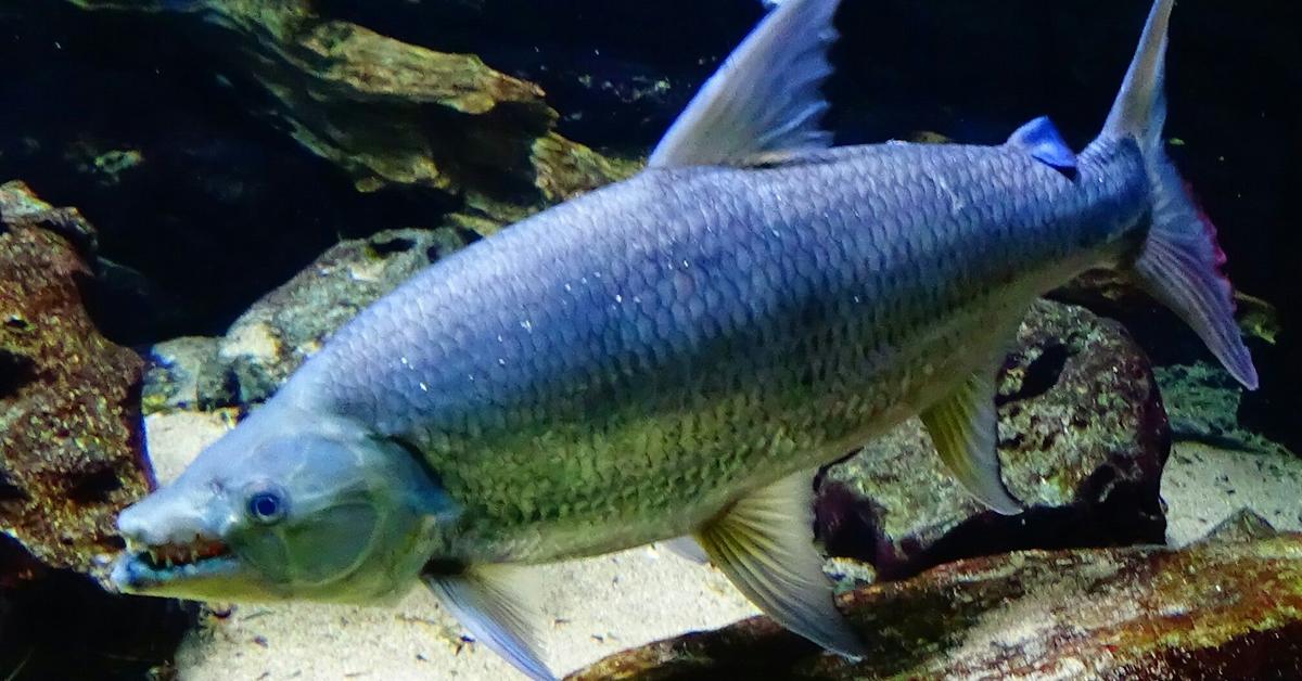 Captivating presence of the Goliath Tigerfish, a species called Hydrocynus goliath.