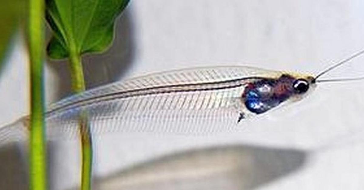 The Ghost Catfish, a species known as Kryptopterus vitreolus, in its natural splendor.