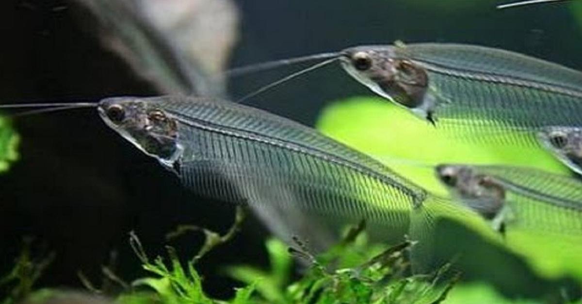 Exquisite image of Ghost Catfish, in Indonesia known as Ikan Lele Hantu.