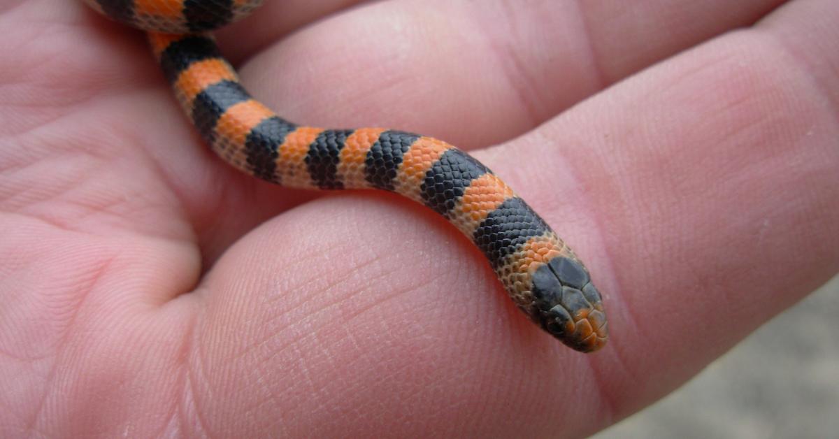 The elegant Ground Snake (Sonora semiannulata), a marvel of nature.