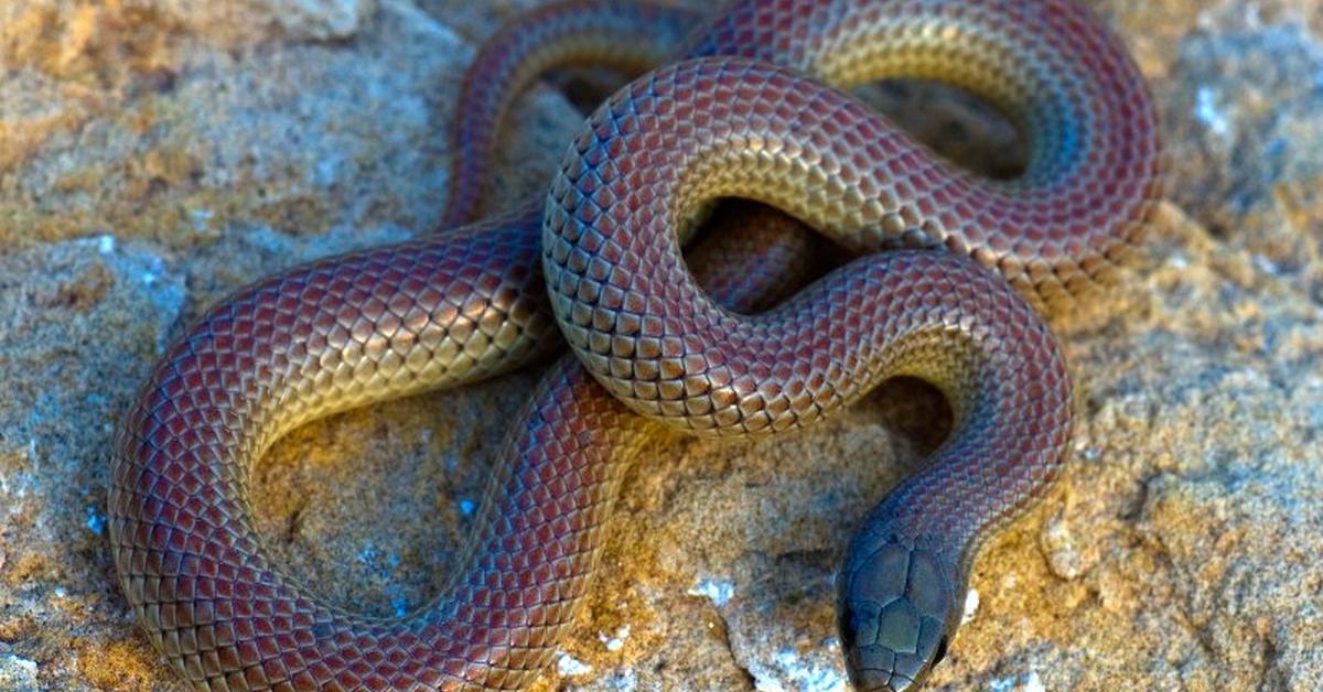 Photograph of the unique Ground Snake, known scientifically as Sonora semiannulata.