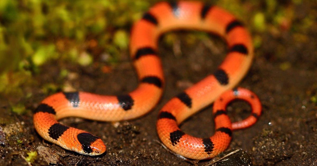 Close encounter with the Ground Snake, scientifically called Sonora semiannulata.