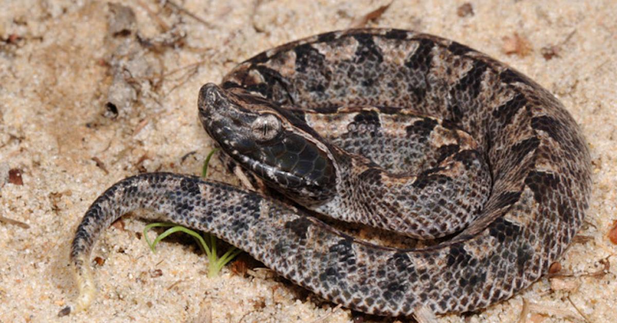 Close-up view of the Ground Snake, known as Ular Tanah in Indonesian.